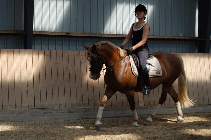 Welsh Pony af Cob-type (sec C) De Busies Pacific Pearl - foto: Malene Jørgensen billede 13