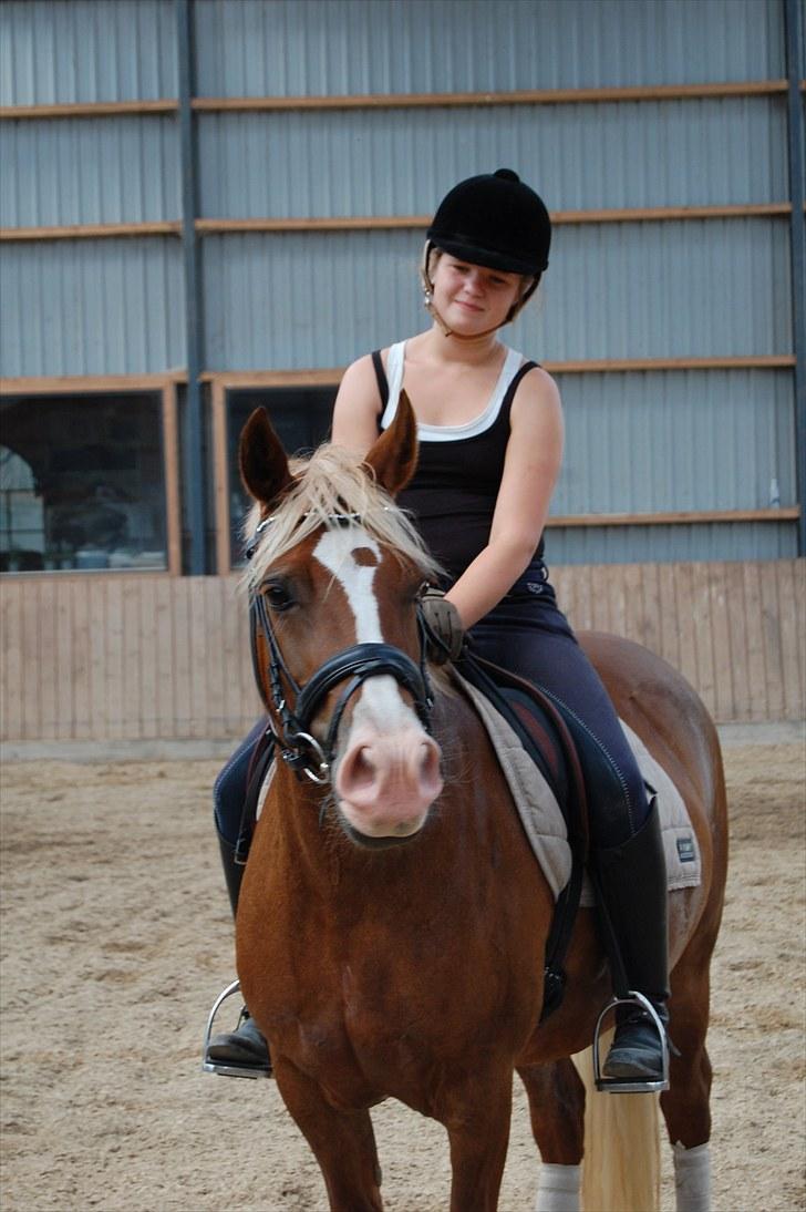 Welsh Pony af Cob-type (sec C) De Busies Pacific Pearl - foto: Malene Jørgensen billede 14