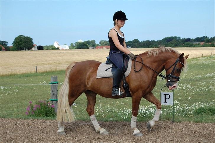 Welsh Pony af Cob-type (sec C) De Busies Pacific Pearl - foto: Malene Jørgensen billede 15