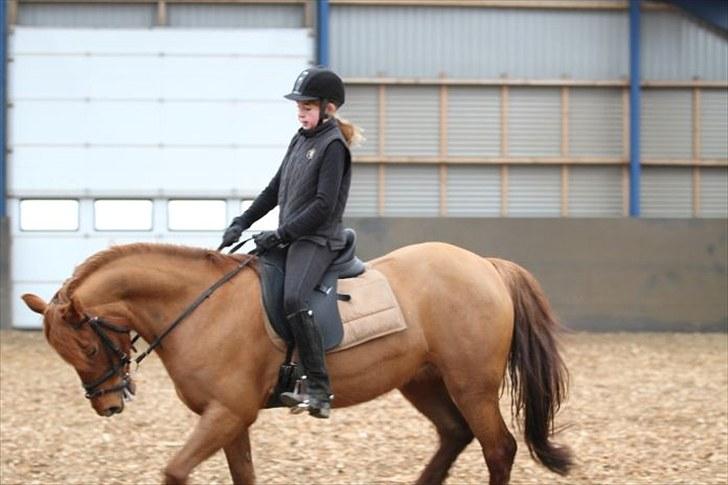 New Forest Debbie(Død) - Dressur uv billede 5