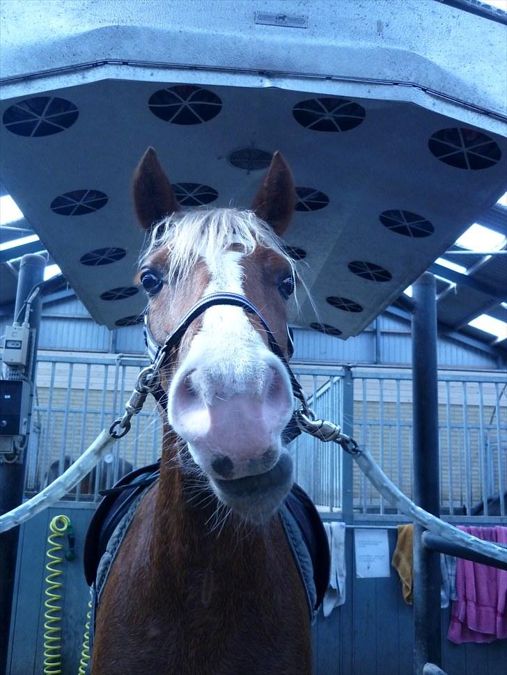Welsh Pony af Cob-type (sec C) De Busies Pacific Pearl - Pearl i stalden - foto: Katrine Dolmer billede 16