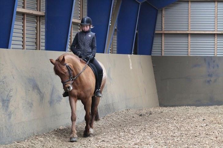 New Forest Debbie(Død) - Sidebevægelser billede 6