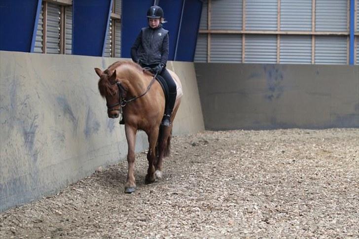 New Forest Debbie(Død) - Sidebevægelser igen billede 7