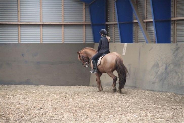 New Forest Debbie(Død) - Bøjning billede 8