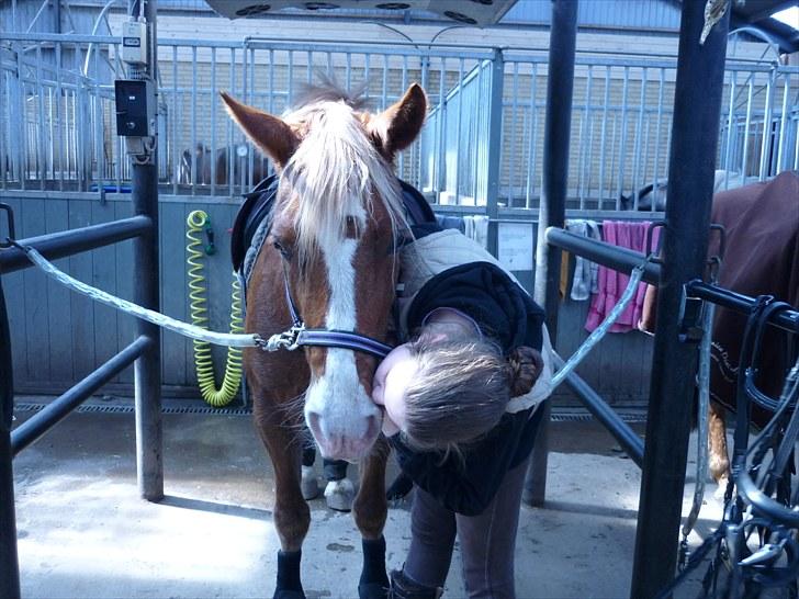 Welsh Pony af Cob-type (sec C) De Busies Pacific Pearl - mys! foto: Katrine Dolmer  billede 17