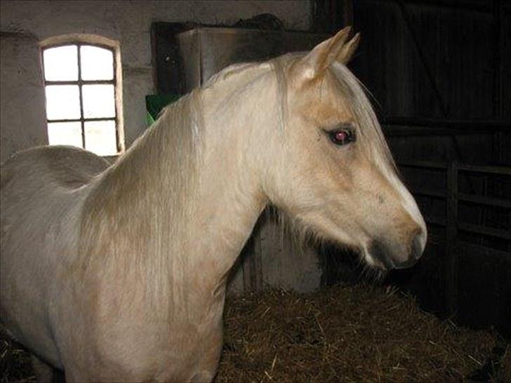 Welsh Pony (sec B) Fantasie  - Fantasie i sin boks april 2010 billede 7
