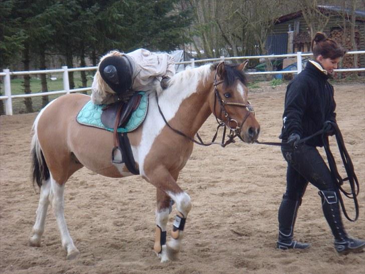 Anden særlig race Topper (SOLGT) billede 13