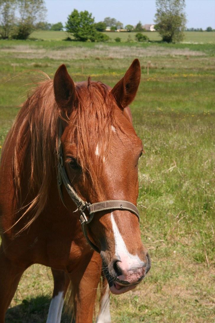 Arabisk fuldblod (OX) Red Shadow - Se mig lige er jeg ikke vidunderlig. billede 1