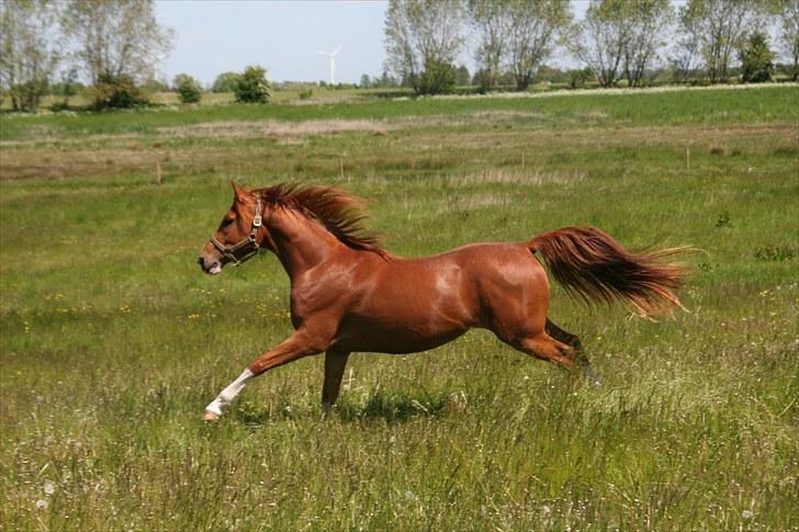 Arabisk fuldblod (OX) Red Shadow - Elsker at løbe stærkt. billede 2