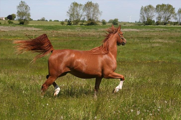 Arabisk fuldblod (OX) Red Shadow - Her ligner jeg min far som er ox billede 3