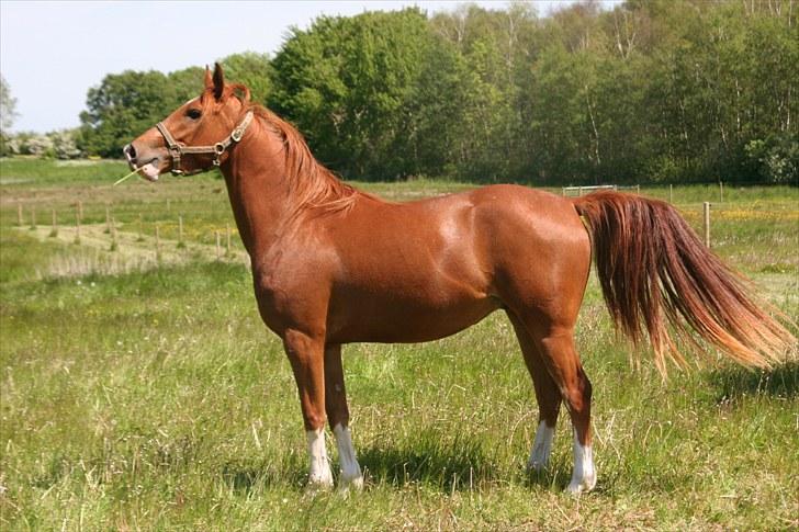 Arabisk fuldblod (OX) Red Shadow - Jeg kan godt stå stille når der skal tages billeder. billede 4