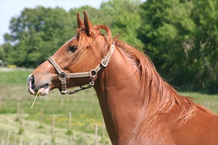 Arabisk fuldblod (OX) Red Shadow billede 5