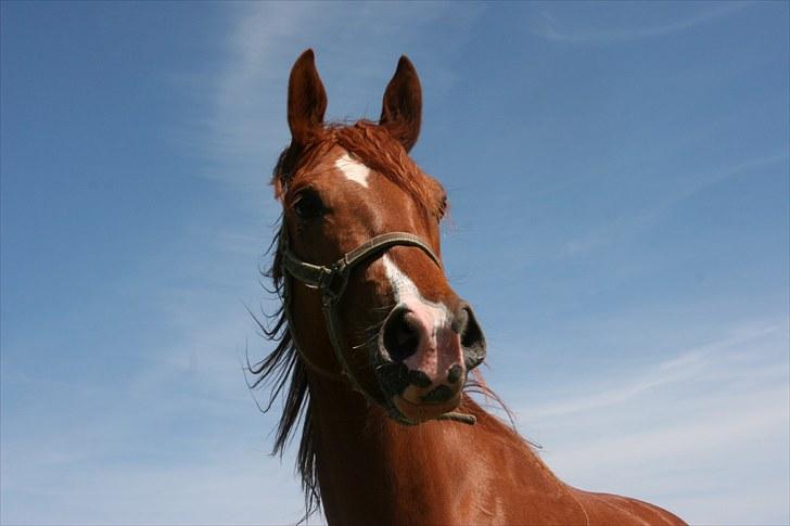 Arabisk fuldblod (OX) Red Shadow billede 6