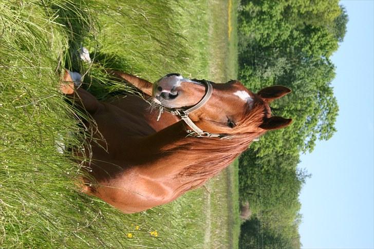 Arabisk fuldblod (OX) Red Shadow - Nyder at slappe af. billede 7