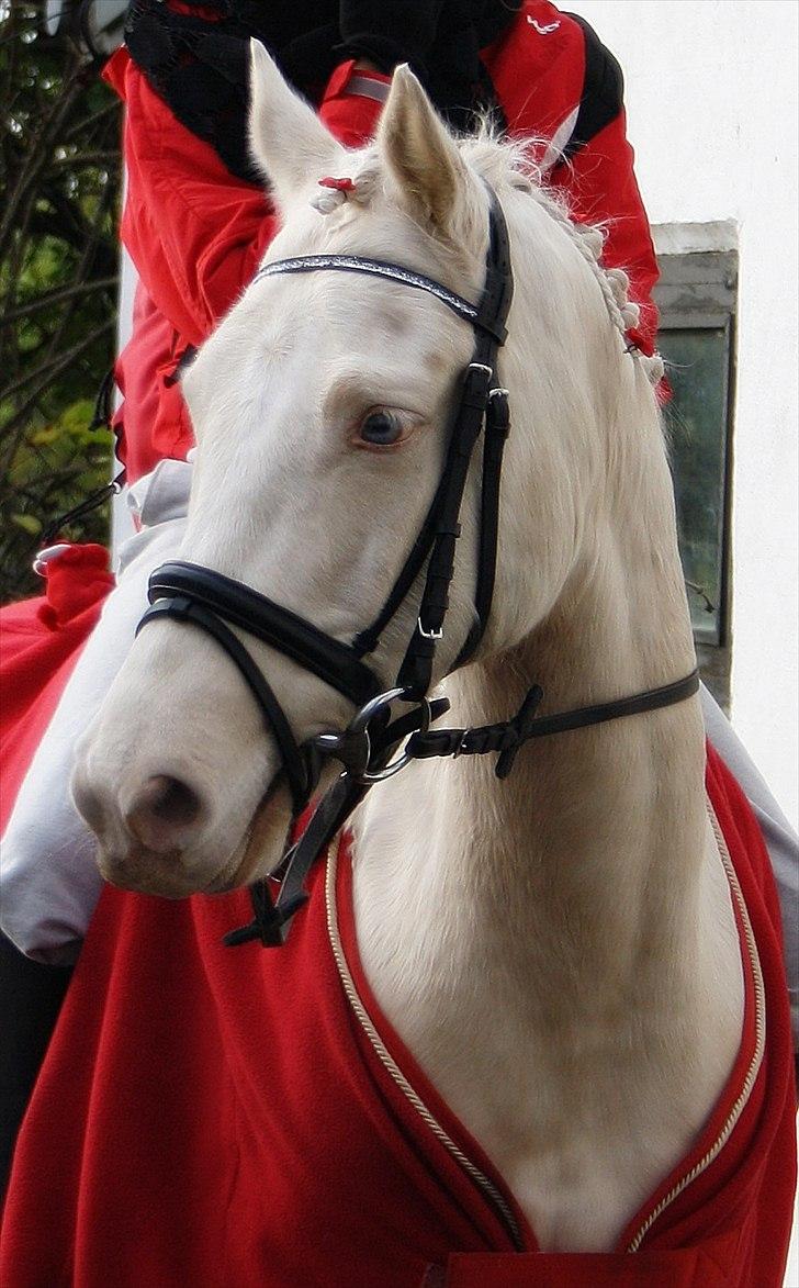 Palomino Atreju ***SOLGT*** - bedste venner stoler på hinanden(:  billede 1