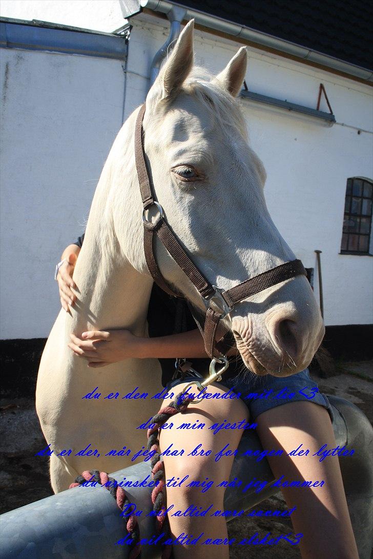 Palomino Atreju ***SOLGT*** - vi er ingenting uden hinanden(: fotograf: SIK PHOTO billede 3