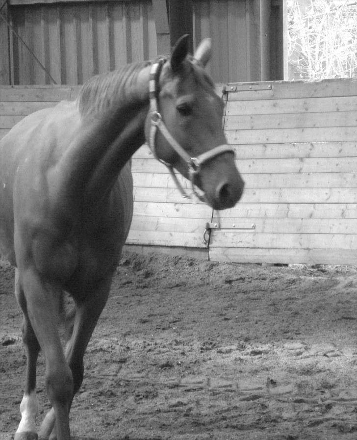 Dansk Varmblod F.A Royal <3 billede 18