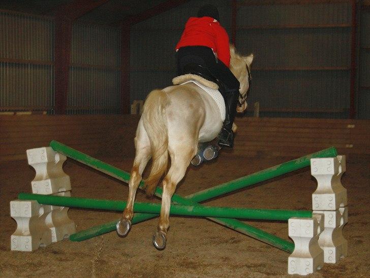 Palomino Atreju ***SOLGT*** billede 5