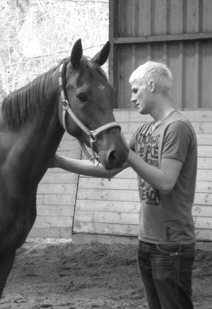 Dansk Varmblod F.A Royal <3 billede 19