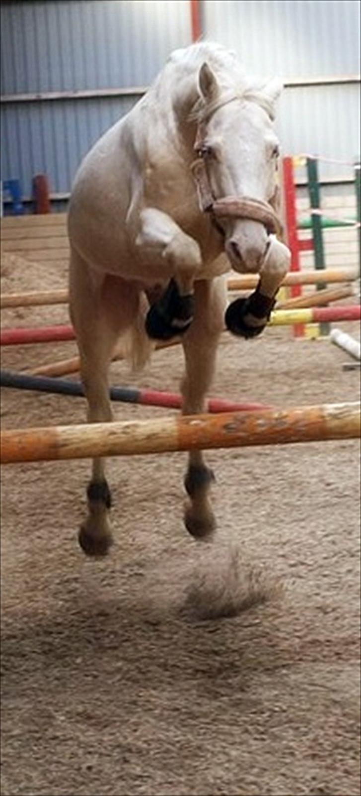 Palomino Atreju ***SOLGT*** - atreju på vej over 1 m!:D elsker fandme den pony<3 billede 6