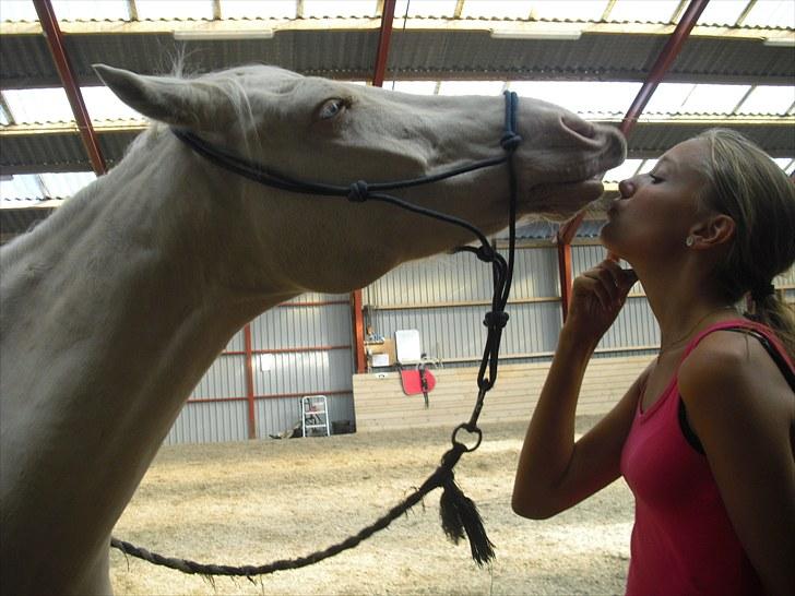 Palomino Atreju ***SOLGT*** - Atreju har lært at "kysse"=) billede 7