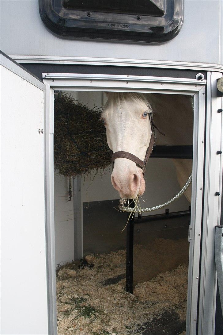 Palomino Atreju ***SOLGT*** - hejhej minskat<3  jeg håber du får det godt hos din nye ejer),: billede 9