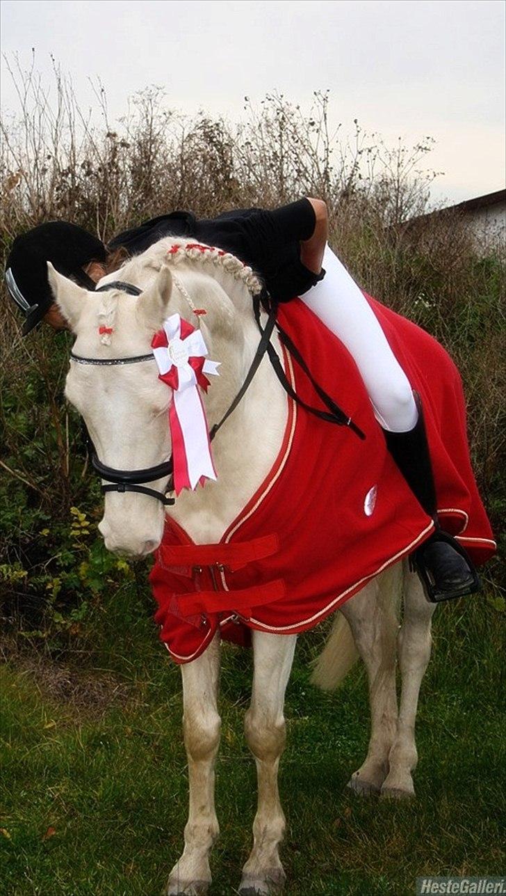 Palomino Atreju ***SOLGT*** - atreju og jegs 2. stævne sammen(: LC 1 billede 10