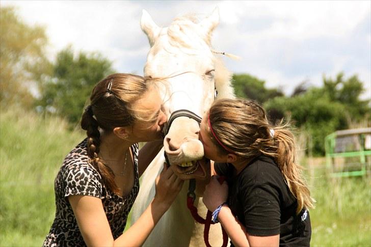 Palomino Atreju ***SOLGT*** - fotograf: Sofie Lambæk Krog:) billede 11