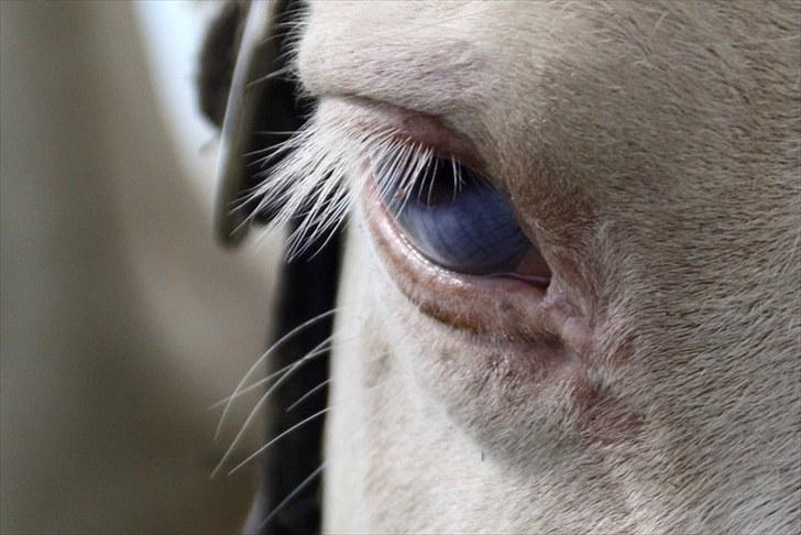 Palomino Atreju ***SOLGT*** - fotograf: Sofie Lambæk Krog billede 12