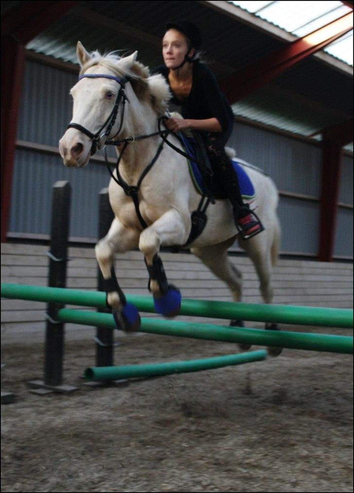 Palomino Atreju ***SOLGT*** - 80 cm.. er stolt af  dig basse!:D billede 13