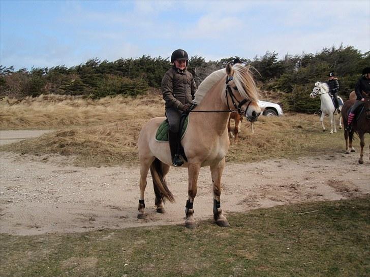 Fjordhest Fie Møldrup - Strand-turen:) billede 1