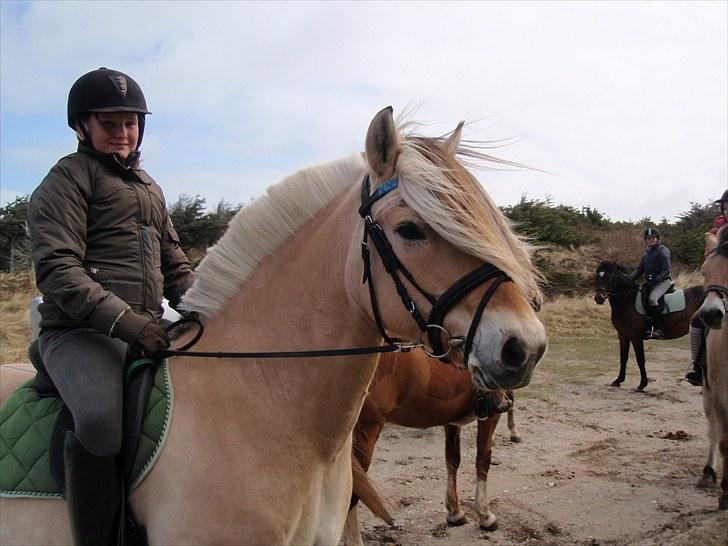 Fjordhest Fie Møldrup - Strand-turen:) billede 2