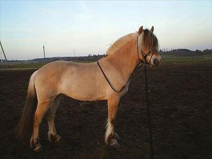 Fjordhest Fie Møldrup - Fra tidligere ejer:) billede 3