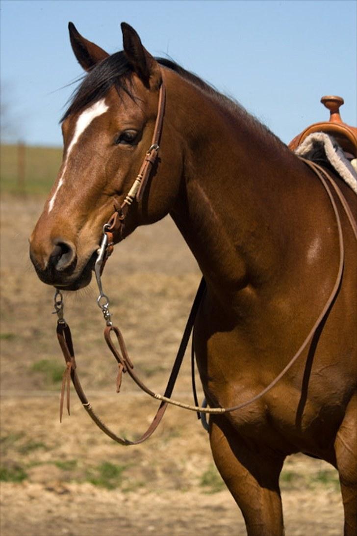 Quarter Super Smooth Beauty - Beauty april 2010 Photo by TC & KJ billede 9