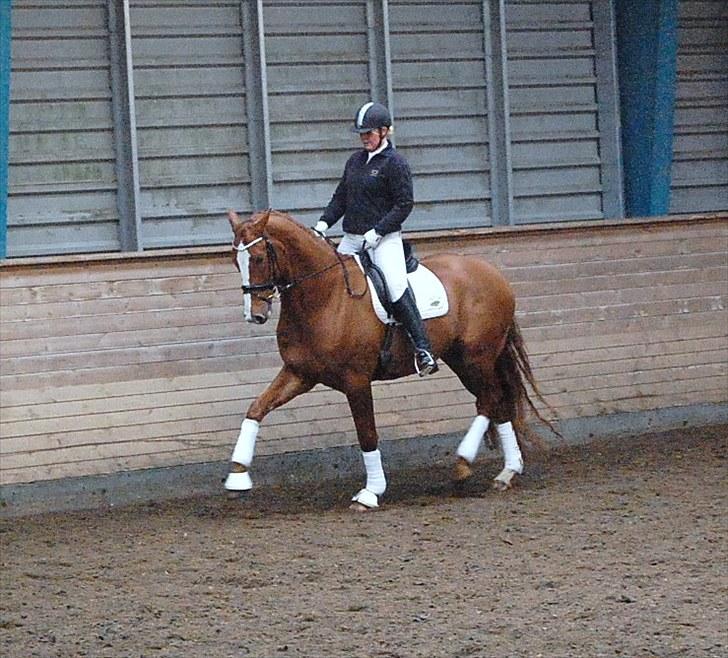 Hannoveraner Baron Eg - Stævne SØR billede 4