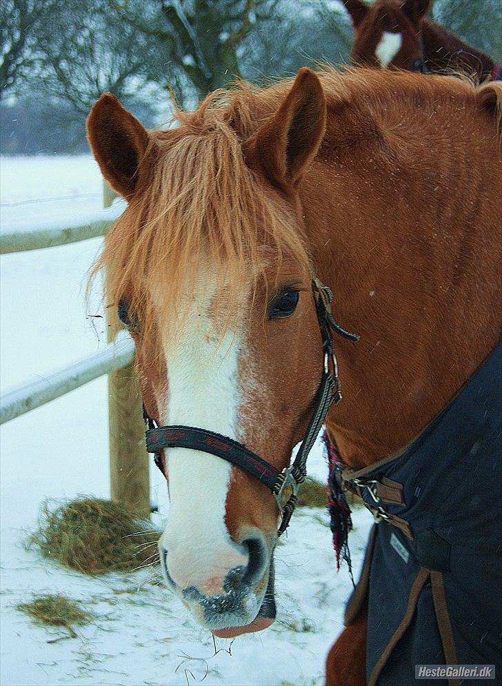 Anden særlig race Sally miin Prinsesse Y solgt billede 11
