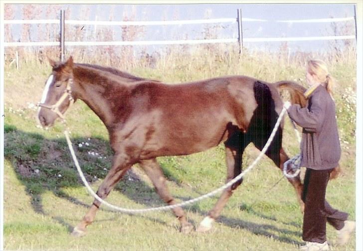 Anden særlig race Faith billede 3