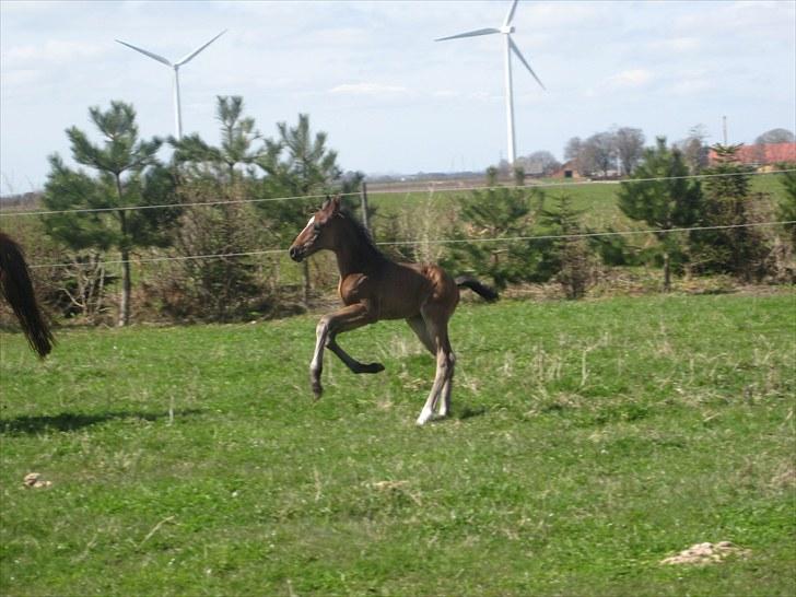 Dansk Varmblod ¨˜°º•¤ Idaho ¤•º°˜¨ - Idahos lille føl hingst født den 18 april 2010:D Han har ikke fået et navn endnu:D Far: Don kennedy billede 18