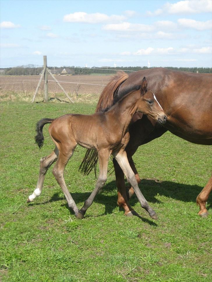 Dansk Varmblod ¨˜°º•¤ Idaho ¤•º°˜¨ - Idahos lille føl hingst født den 18 april 2010:D Han har ikke fået et navn endnu:D Far: Don kennedy billede 19