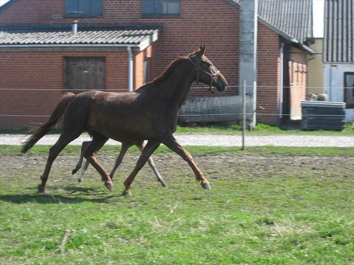 Dansk Varmblod ¨˜°º•¤ Idaho ¤•º°˜¨ - Idaho;D billede 20