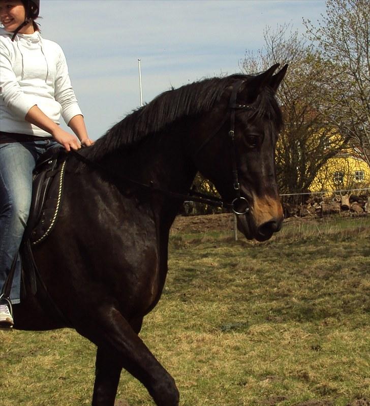 Dansk Varmblod Anita mors hest  - Anita skal lave lidt , en sjælden ting her .  billede 13