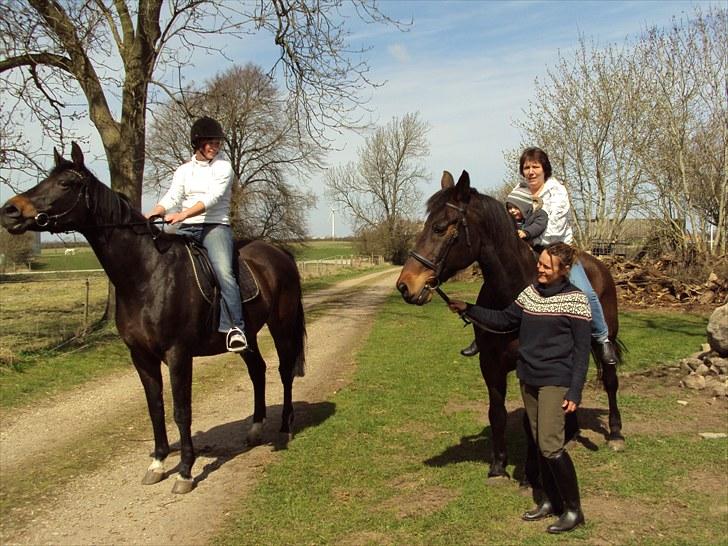 Dansk Varmblod Anita mors hest  billede 14