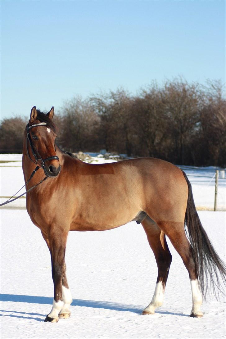 Hollandsk Sportspony Olaf *B-pony*  SOLGT billede 13