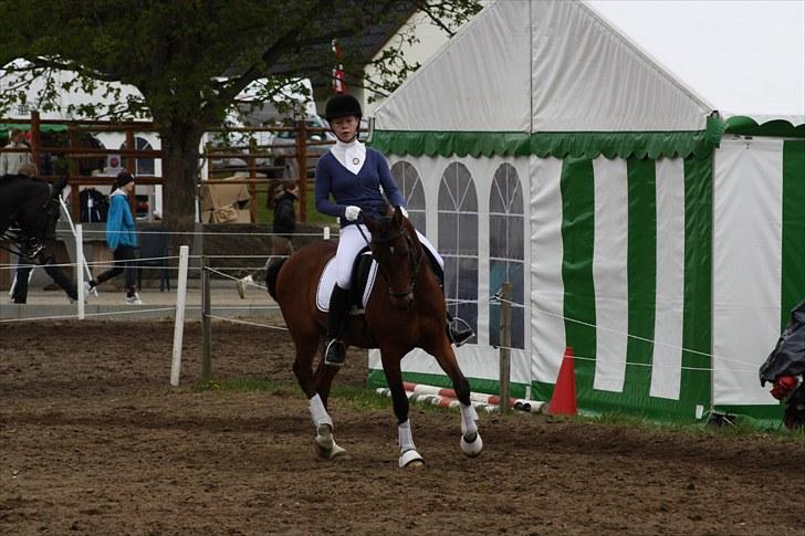 Hollandsk Sportspony Olaf *B-pony*  SOLGT - travers Morsø 2010 billede 15