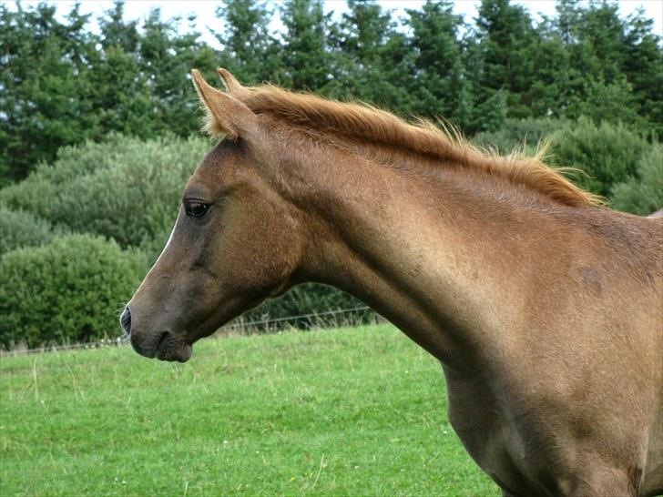 Arabisk fuldblod (OX) Bashir Royal billede 9