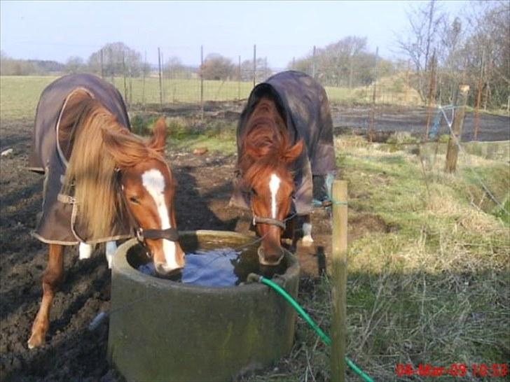 Traver Olympia Hanover billede 1