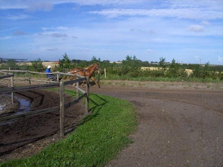 Traver Olympia Hanover billede 2