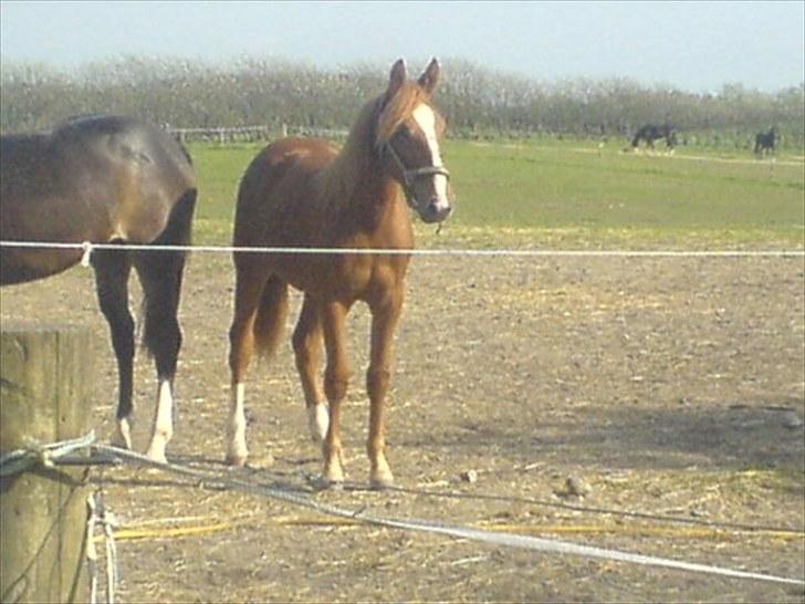 Traver Olympia Hanover billede 3