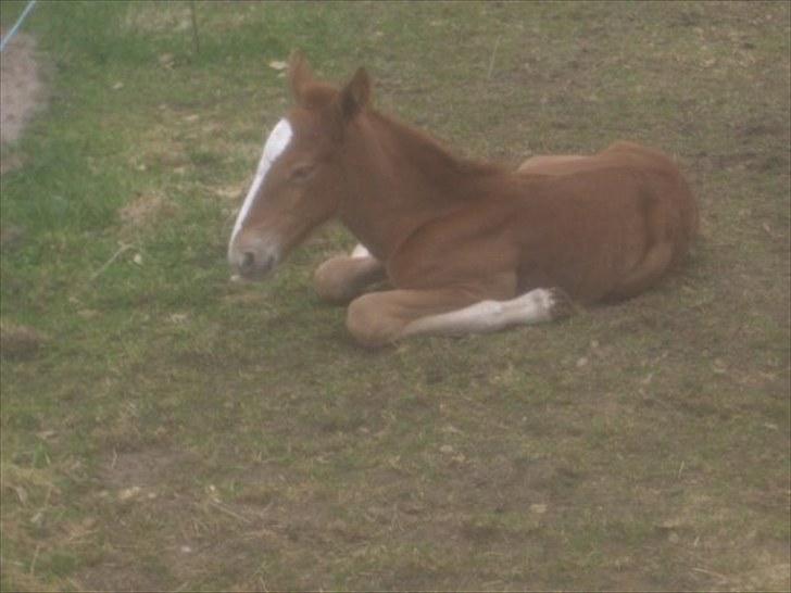 Traver Olympia Hanover billede 4