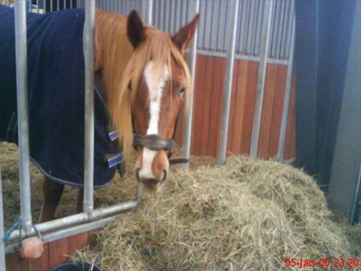 Traver Olympia Hanover billede 5